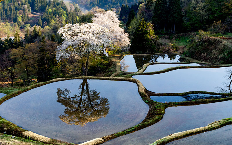 儀明の桜 © Koichi_Hayakawa