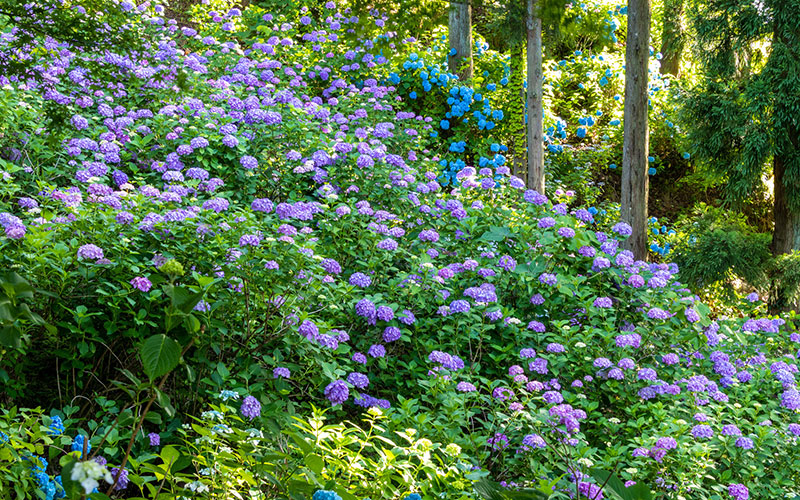 護摩堂山の紫陽花 © Koichi_Hayakawa